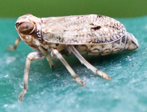 Issus coleoptratus